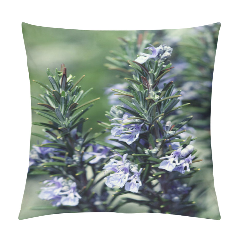 Personality  Rosmarinus Officinalis: Medicinal Plant Of The Year 2000 And 2011 In Germany Pillow Covers