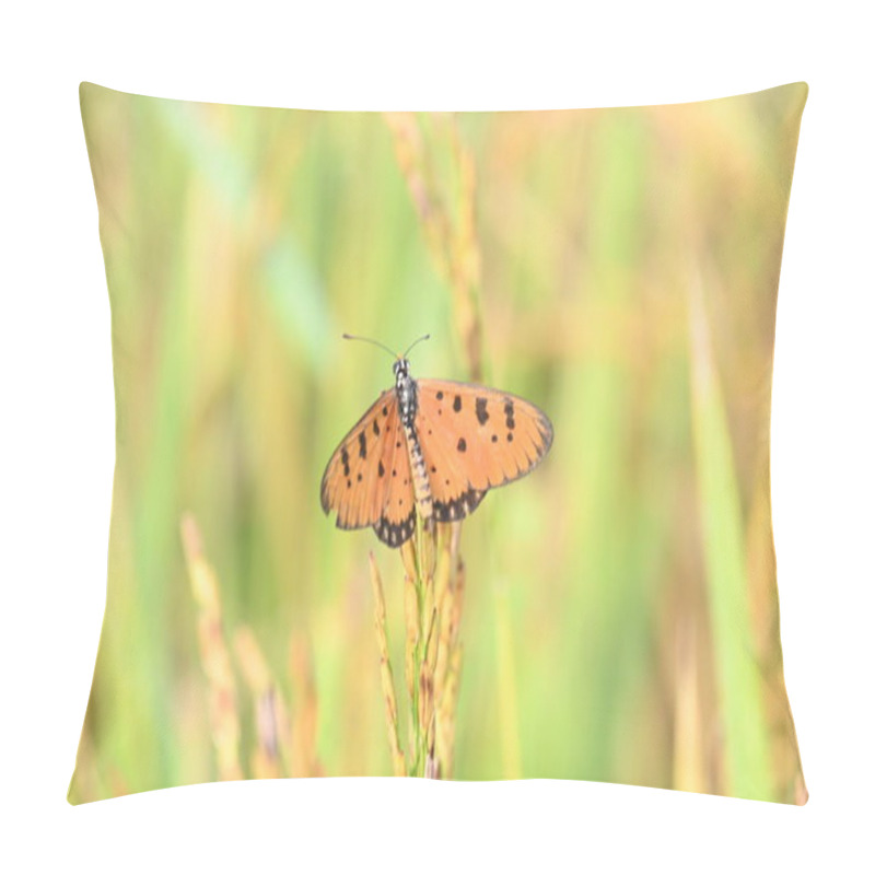 Personality  Acraea Terpsicore Ortawny Coster Butterfly. Lt Is A Small Leathery-wingedbutterfly. Butterfly Sitting On The Paddy Plants.  It Belongs To TheNymphalidaeor Brush-footed Butterfly Family. Pillow Covers