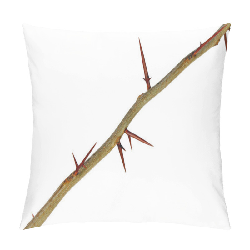 Personality  A Branch Of A Tree With Sharp Long Xiphoid Thorns On A White Background Pillow Covers