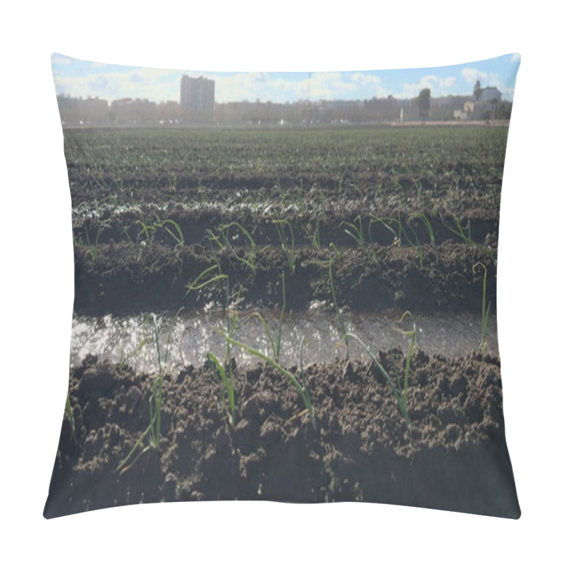 Personality  Slow-motion Video Shows A Young Onion Plantation Being Watered, With A City Skyline In The Background. Pillow Covers