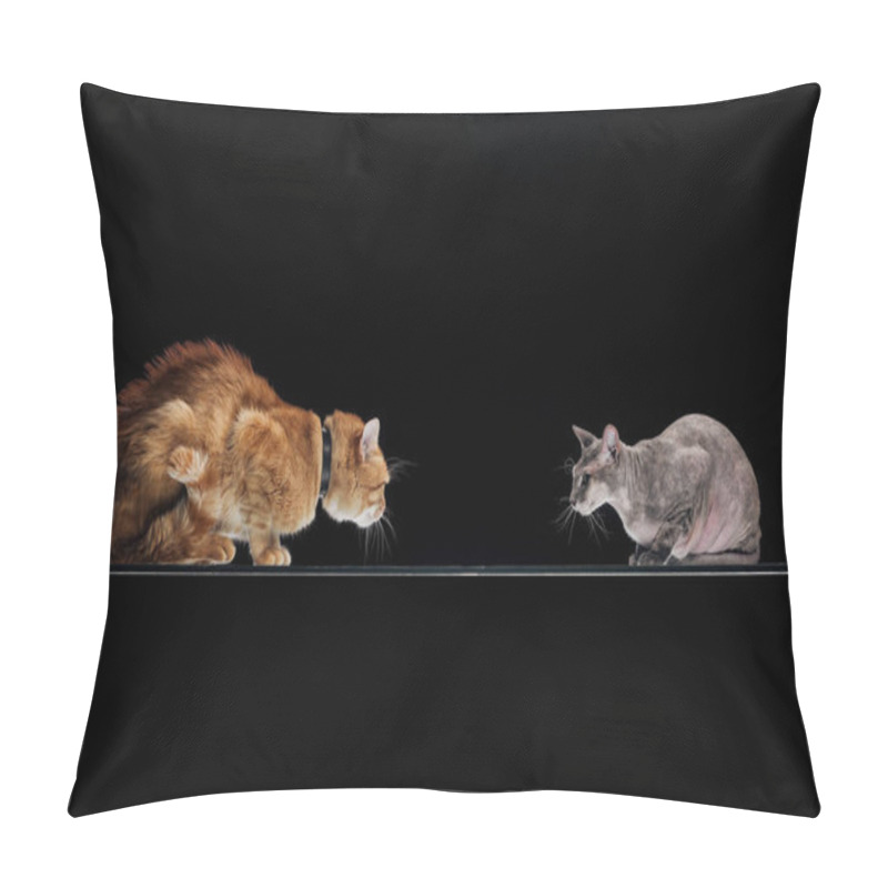 Personality  Domestic Ginger Cat And Sphynx Cat Looking At Each Other Isolated On Black Pillow Covers