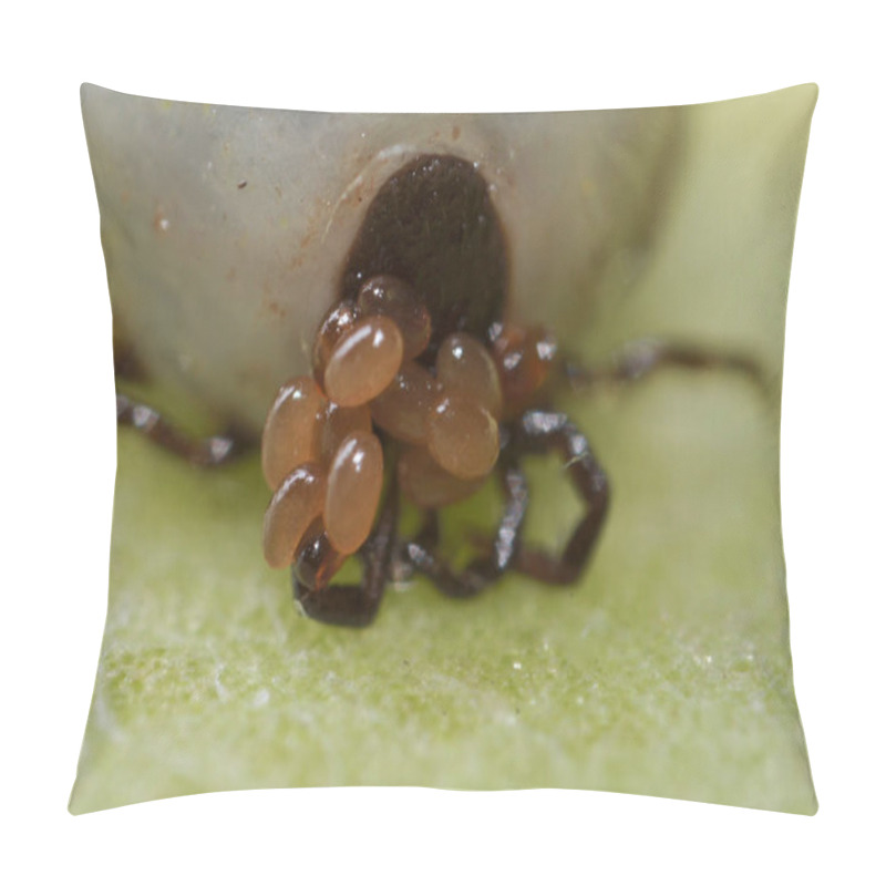 Personality  Super Macro Close Up Of Female Tick (Ixodes Scapularis) Carrying Freshly Laid Eggs Around With Her Mouth Pillow Covers