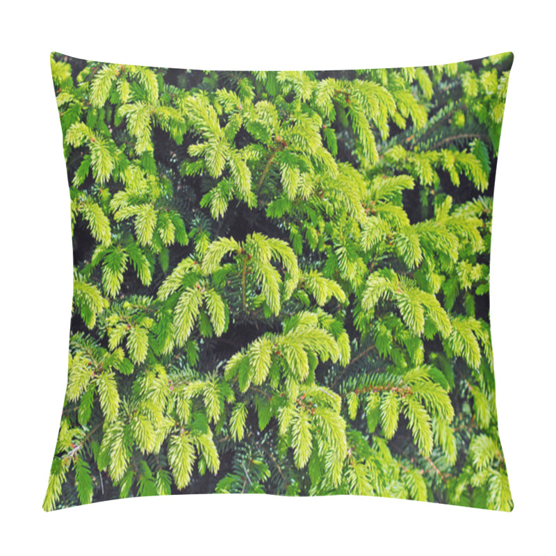 Personality  Spruce Dwarf Garden Stunted Form Pillow Covers