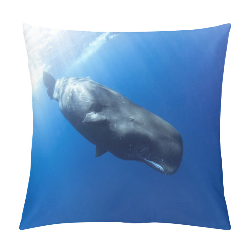 Personality  Sperm Whale Is Playing Under Surface. Playful Whale In Indian Ocean. Extraordinary Marine Life. Pillow Covers