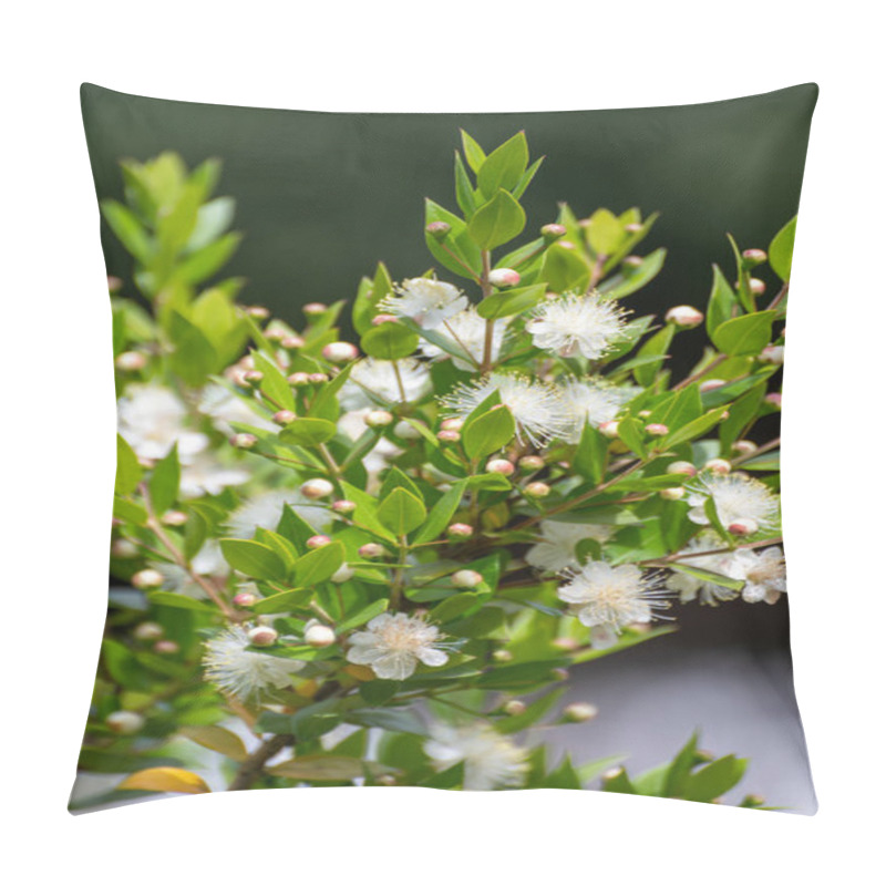 Personality  Botanical Collection Of Medicinal Plants And Herbs, White Flowers Of Myrtus Communis Or True Myrtle Plant Used In Aromatherapy And Medicine Pillow Covers