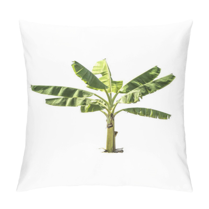 Personality  Tree (Banana Tree) Isolated On White Background Pillow Covers