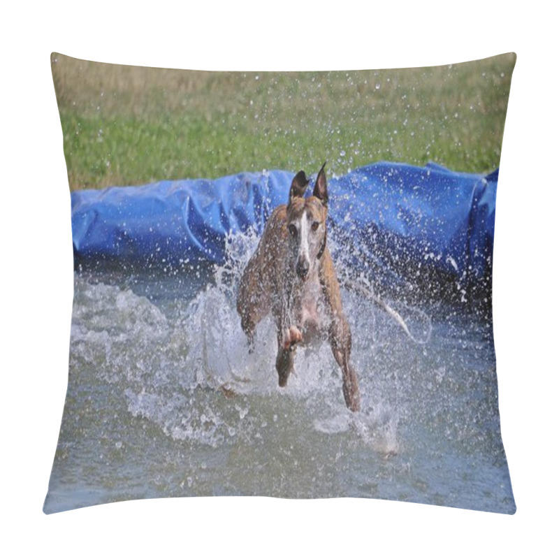 Personality  Funny Galgo Is Jumping In The Pool Pillow Covers