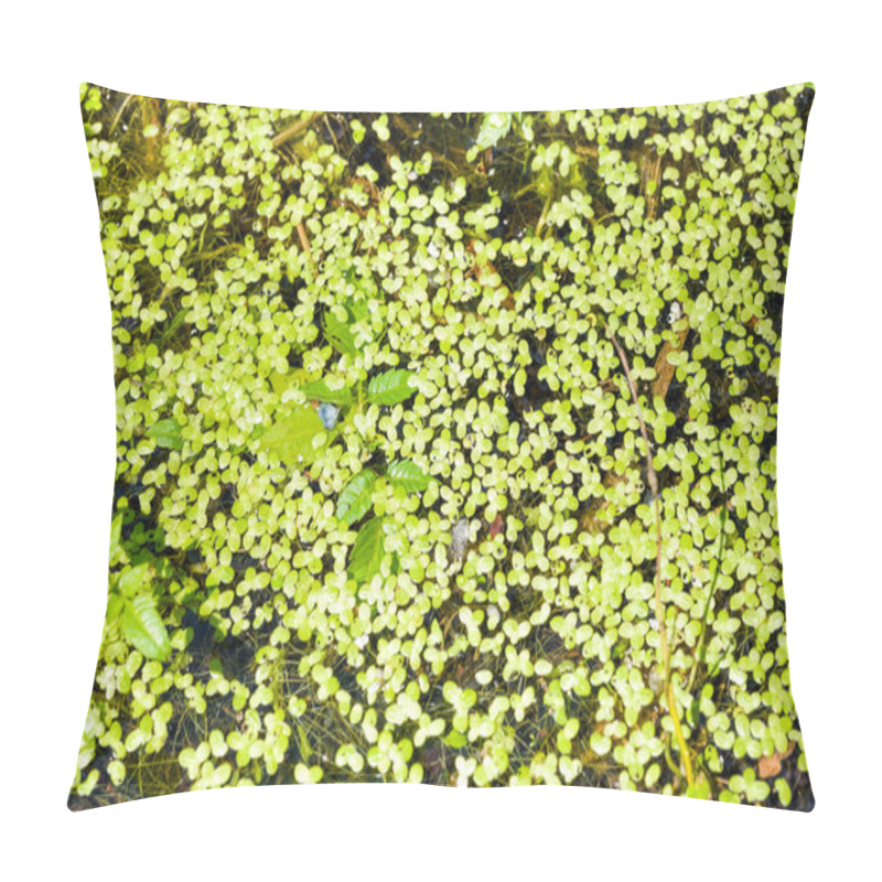 Personality  Lemna Minor, Also Called Common Duckweed Or Lesser Duckweed, In The Lake At The End Of Spring Pillow Covers