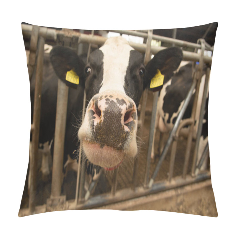 Personality  Big Dairy Cattle Cow On Farm In Stall, Close Up Pillow Covers