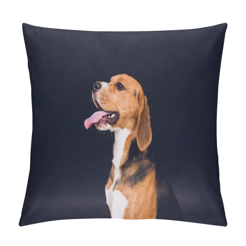 Personality  Young Puppy, Beagle Dog, Isolated On Black Background. Pillow Covers