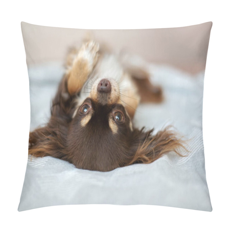 Personality  Funny Chihuahua Dog Lying Upside Down On A Bed Pillow Covers