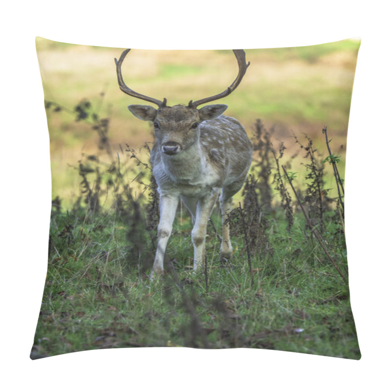 Personality  Early Morning Encounter With A Fallow Deer Pillow Covers