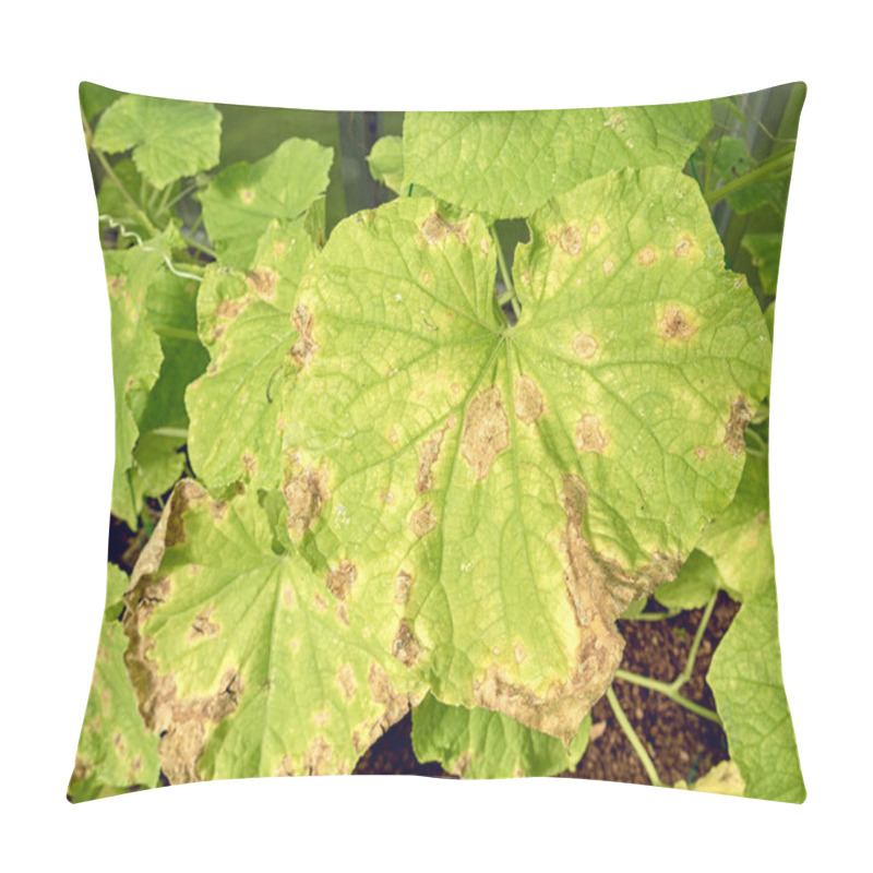 Personality  Leaves Of Cucumber Plants Affected By Diseases And Pests. Pillow Covers