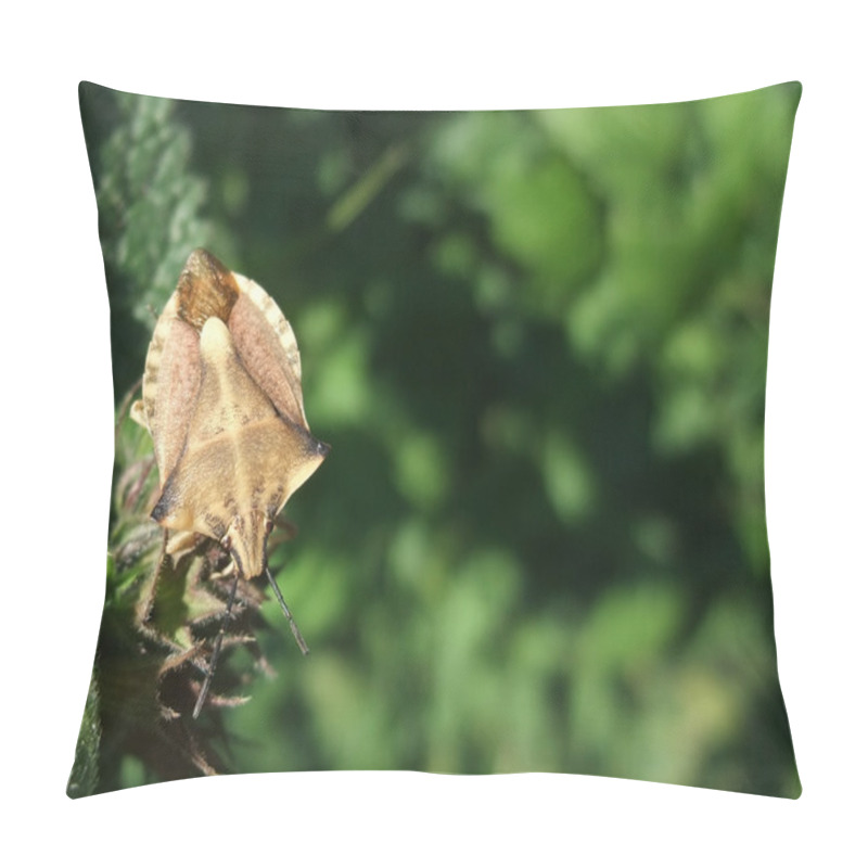 Personality  Brown Leaf-footed Bug Pillow Covers