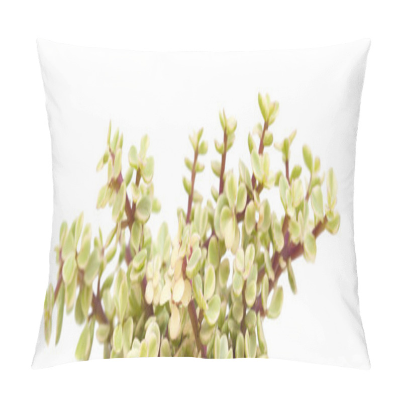 Personality  Portulacaria Afra Isolated Pillow Covers