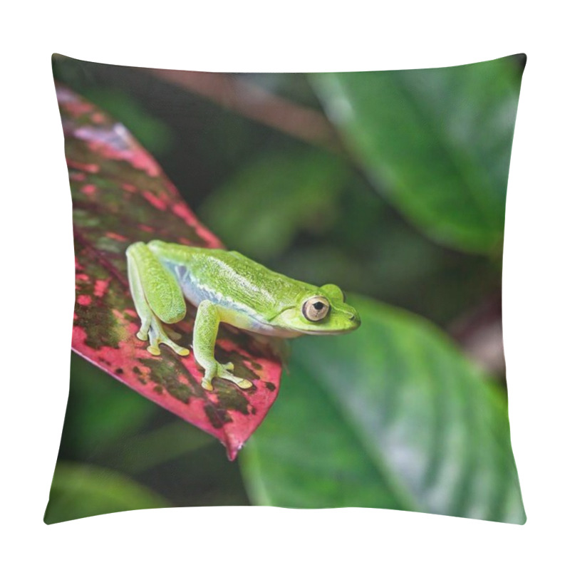 Personality  Macro Shot Of A Green Frog In A Misty Rainforest Setting Pillow Covers