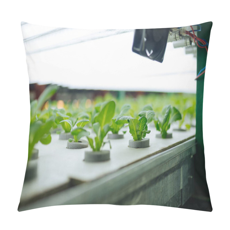 Personality  Close Up Of Little Green Plants Standing In Greenhouse Pillow Covers