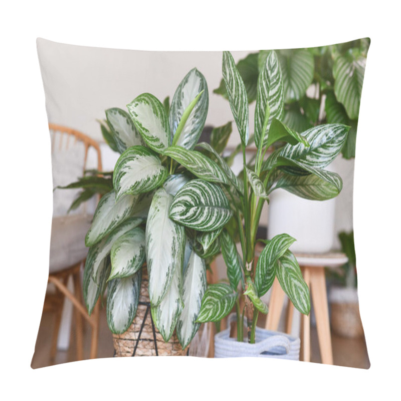 Personality  Potted Tropical 'Aglaonema Silver Bay' Houseplant With Silver Pattern In Basket With Other Houseplants In Blurry Background Pillow Covers