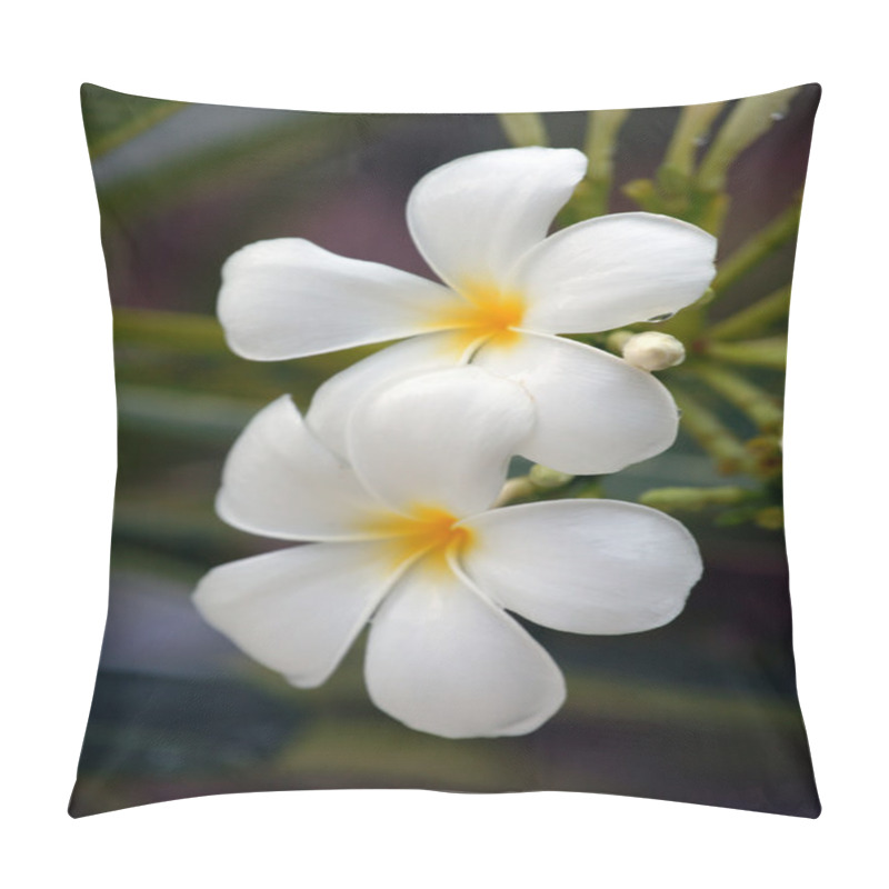 Personality  Paradise Frangipani. Flowers Of Borneo. Pillow Covers