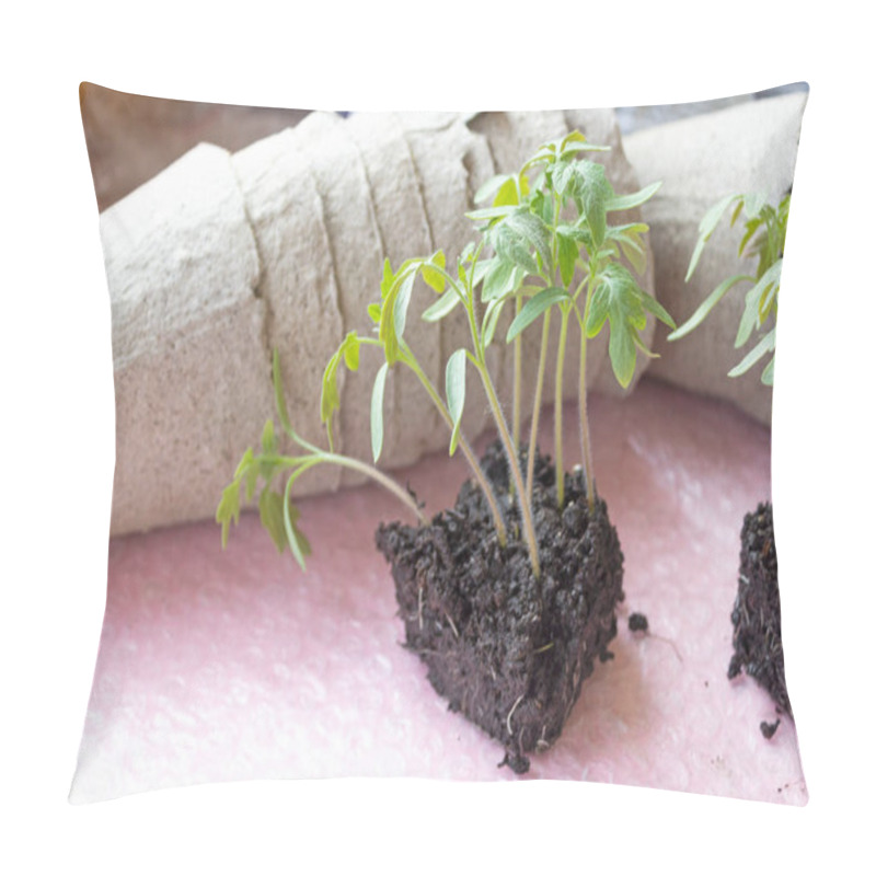 Personality  Tomato Seedlings At Home, Peat Pot For Planting Plants Pillow Covers