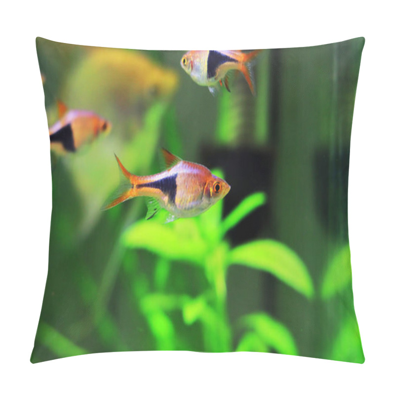 Personality  Harlequin Rasbora Freshwater Fish - (Trigonostigma Heteromorpha) Pillow Covers