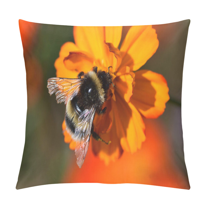 Personality  Macro Shot Of A Bumble Bee Pollinating An Orange Coreopsis Flower Pillow Covers