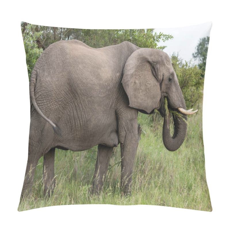 Personality  Female Elephant Eating Grass In Shrubland Thick Vegetation  At Wild Countryside, Shot In Bright Summer Light, Kruger Park, Mpumalanga, South Africa Pillow Covers