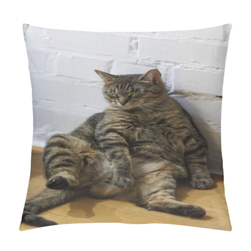 Personality  Cat Sitting Like A Human, Showcasing Its Quirky Personality And Providing A Delightful Glimpse Into Feline Behavior. Ideal For Pet Humor And Animal-themed Content. Pillow Covers