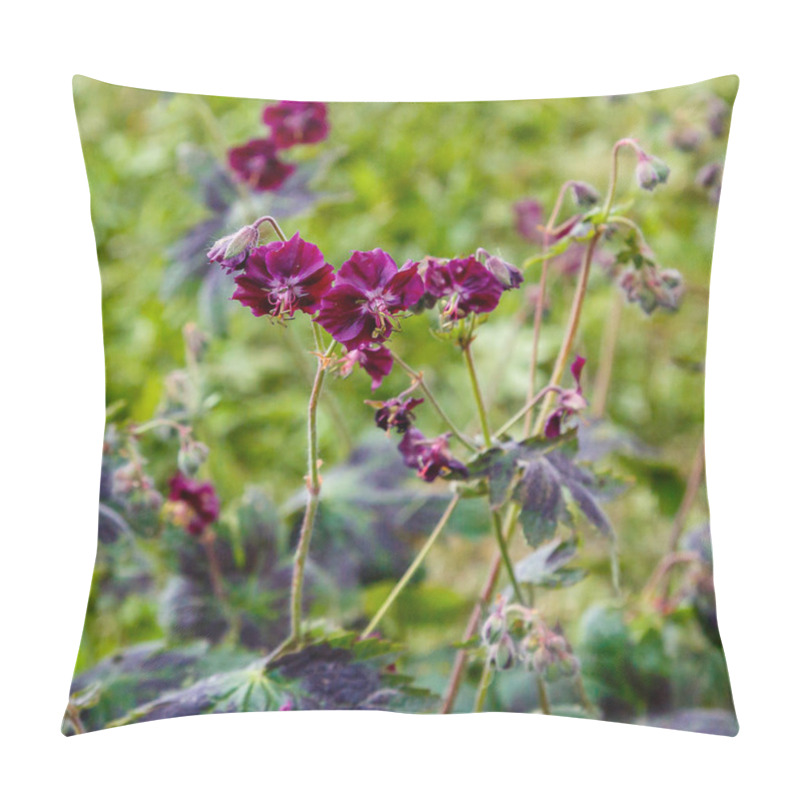 Personality  Purple And Red Flowers Of Geranium Phaeum Samobor In Spring Garden Pillow Covers