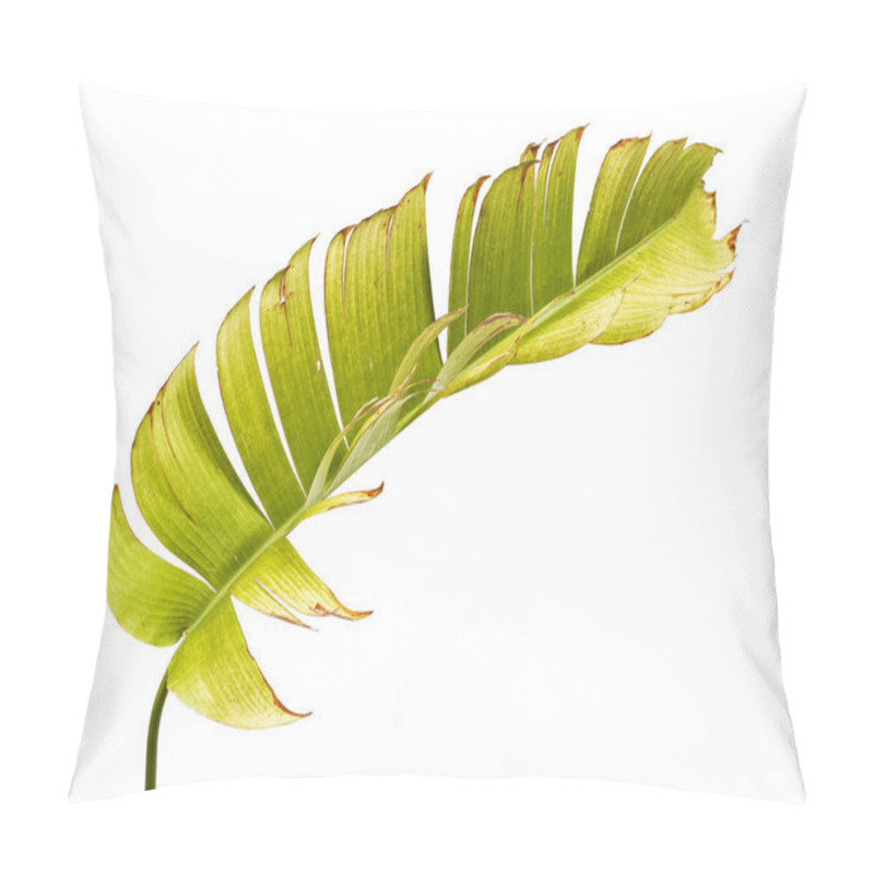 Personality  Heliconia Chartacea Leaves,Tropical Leaf, Bird Of Paradise Foliage Isolated On White Background, With Clipping Path    Pillow Covers