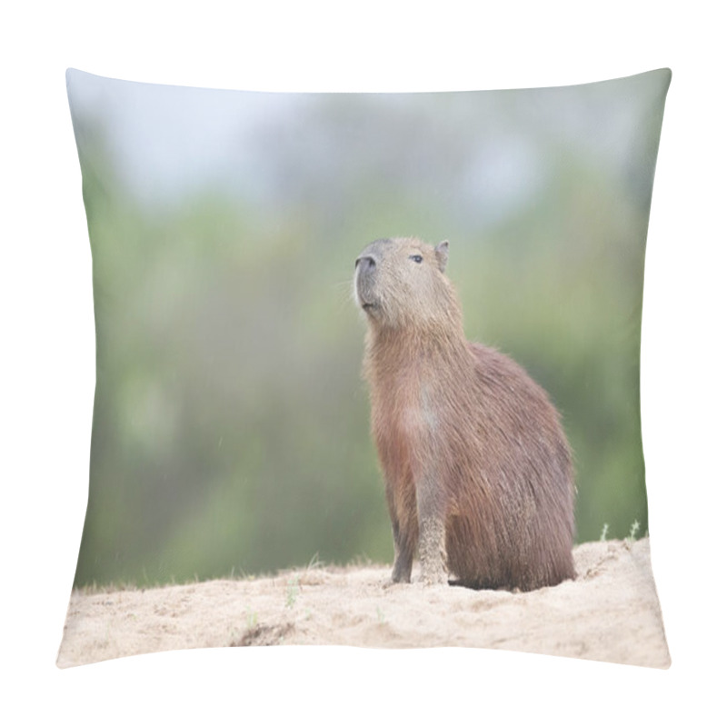 Personality  Close Up Of A Capybara Against Clear Background On A River Bank, South Pantanal, Brazil. Pillow Covers