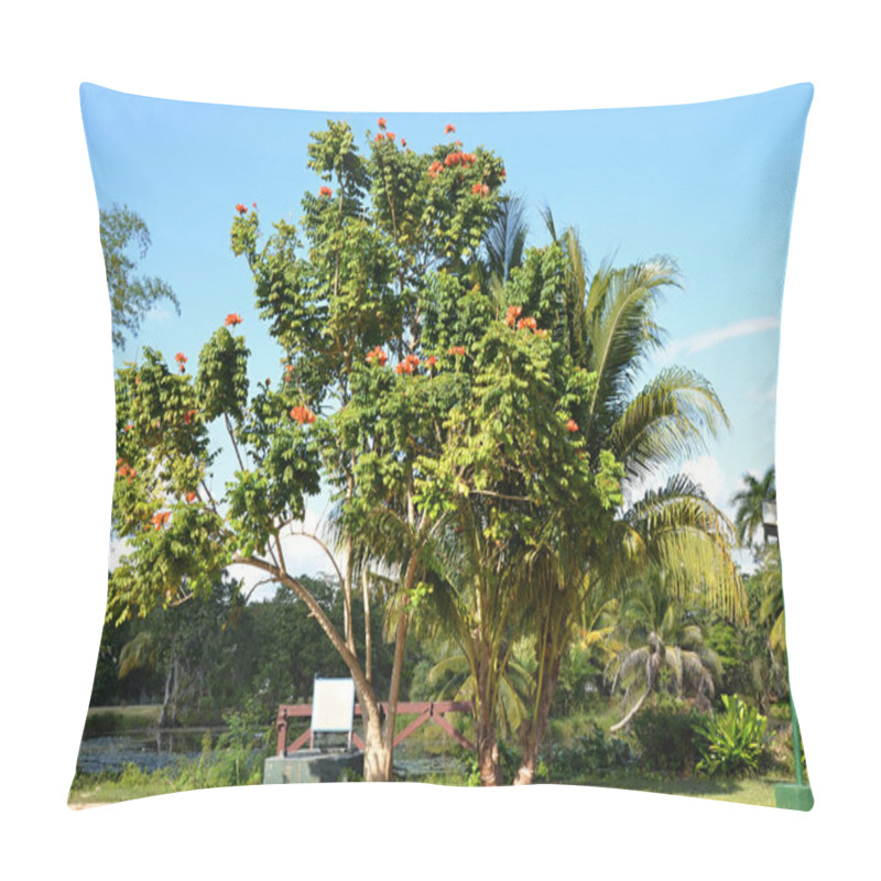 Personality  Tulip Tree-  Burning Tree In Cuba Pillow Covers