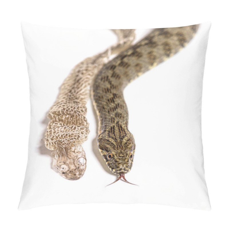 Personality  Viperine Water Snake, Natrix Maura, Shedding Skin UK Molting, Nonvenomous And Semiaquatic Snake, Isolated On White Pillow Covers