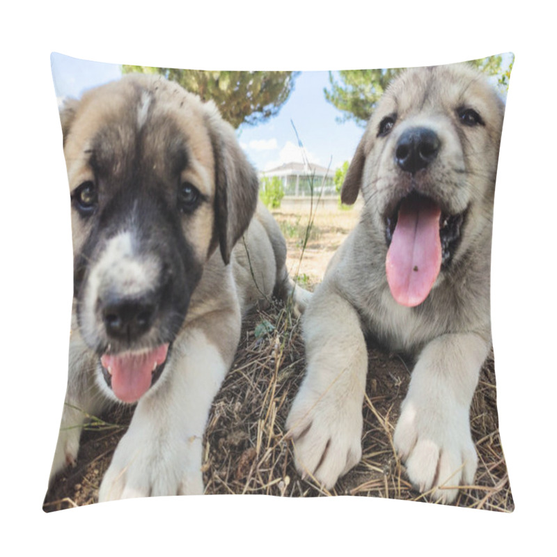 Personality  Puppy, Anatolian Shepherd Dog. Playing With His Brother In The Garden.. Pillow Covers