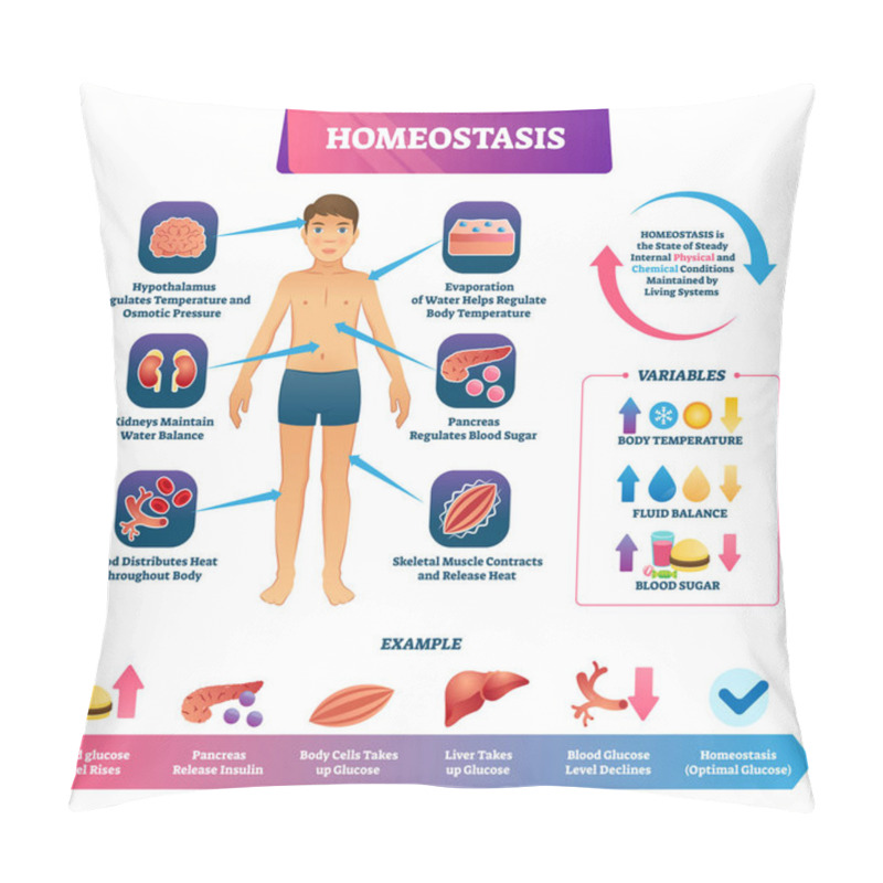 Personality  Homeostasis Vector Illustration. Labeled Educational Glucose Example Scheme Pillow Covers