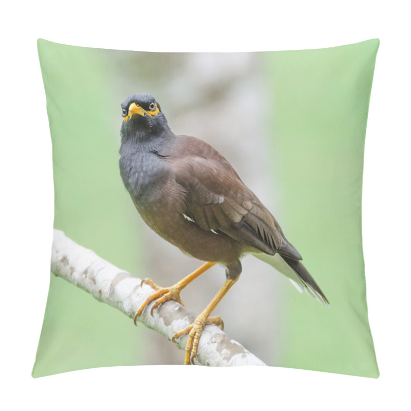 Personality  Common Myna (Acridotheres Tristis)  Pillow Covers