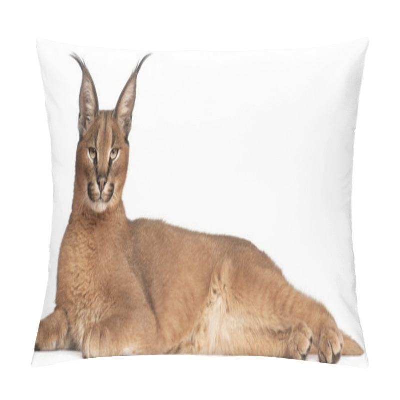 Personality  Close-up Of Caracal, Caracal Caracal, 6 Months Old, In Front Of White Background Pillow Covers