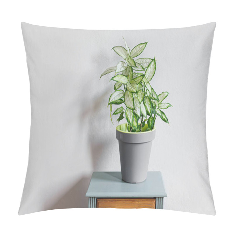 Personality  Dieffenbachia Or Dumb Cane Plant In A Gray Flower Pot On A Gray Table In Daylight Room, Home Gardening And Connecting With Nature Pillow Covers