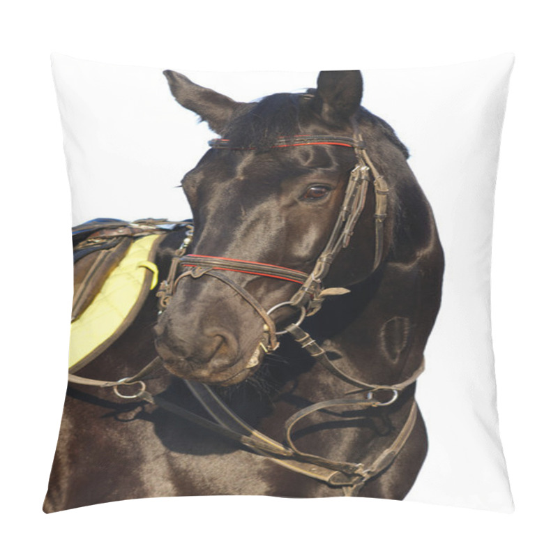 Personality  Black Horse Isolated Pillow Covers