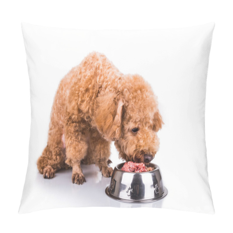 Personality  Poodle Dog Enjoying Her Nutritious And Delicious Raw Meat Meal Pillow Covers