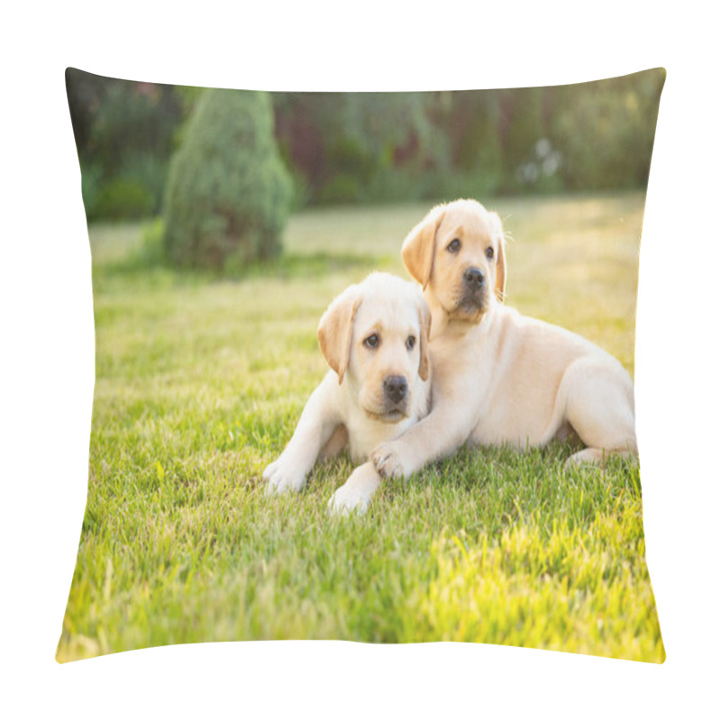 Personality  Portrait Of Two Labrador Retriever Puppies On Grass Outdoor Pillow Covers