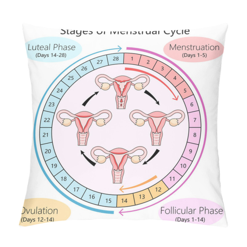 Personality  Human Diagram Detailing The Menstrual Cycle Phases, Including Follicular Phase, Ovulation, And Luteal Phase Structure Diagram Schematic Raster Illustration. Medical Science Educational Illustration Pillow Covers