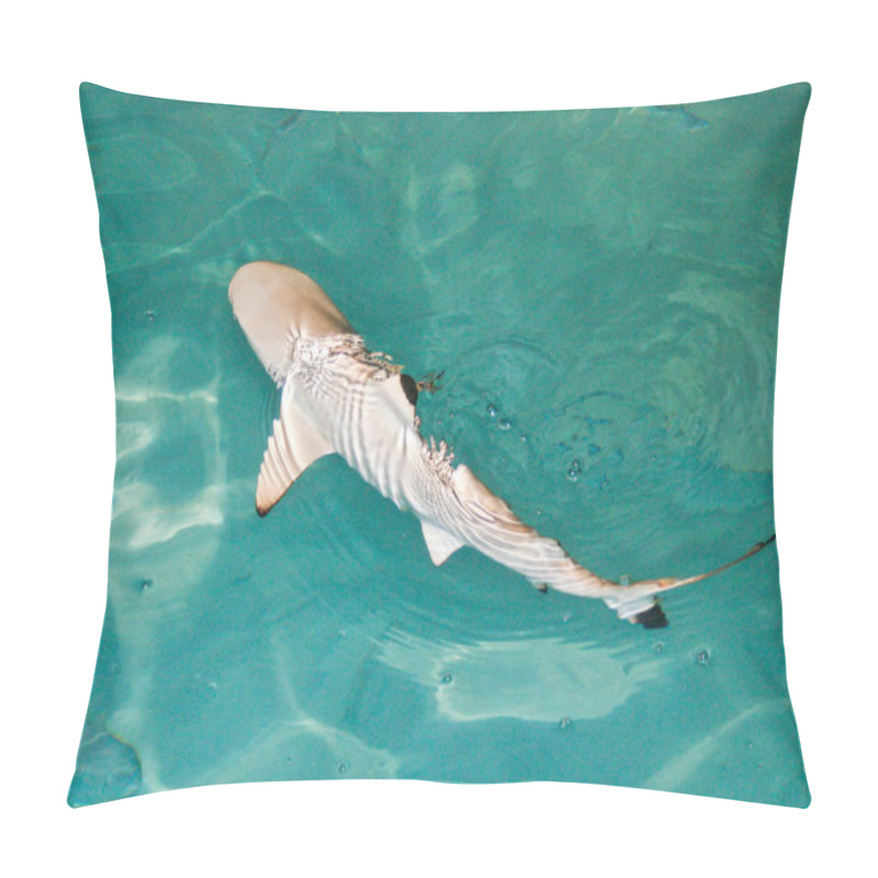 Personality  Marine Life, Shark Fish  Pillow Covers