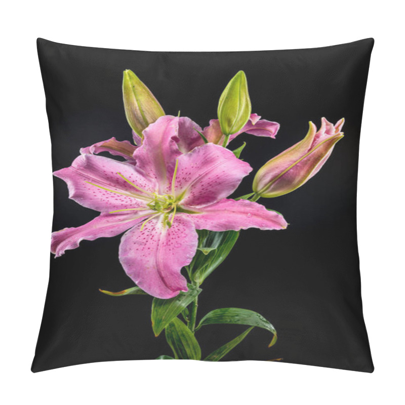 Personality  A Close-up Shot Of A Pink Oriental Lily In Full Bloom With Dewdrops On Its Petals, Surrounded By Green Buds, Isolated On A Black Background. Pillow Covers