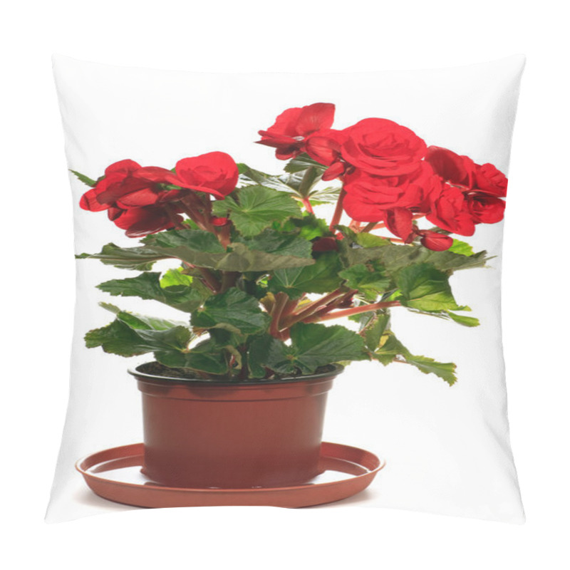 Personality  Home Plant Begonia On White Background Pillow Covers