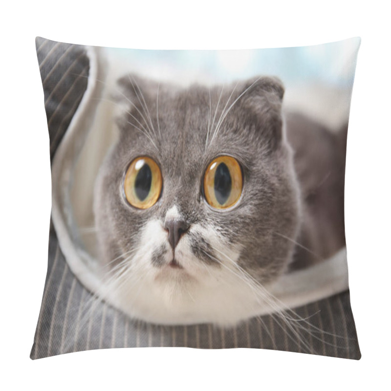 Personality  Funny Cat With Big Eyes On Pet Bed At Home Pillow Covers