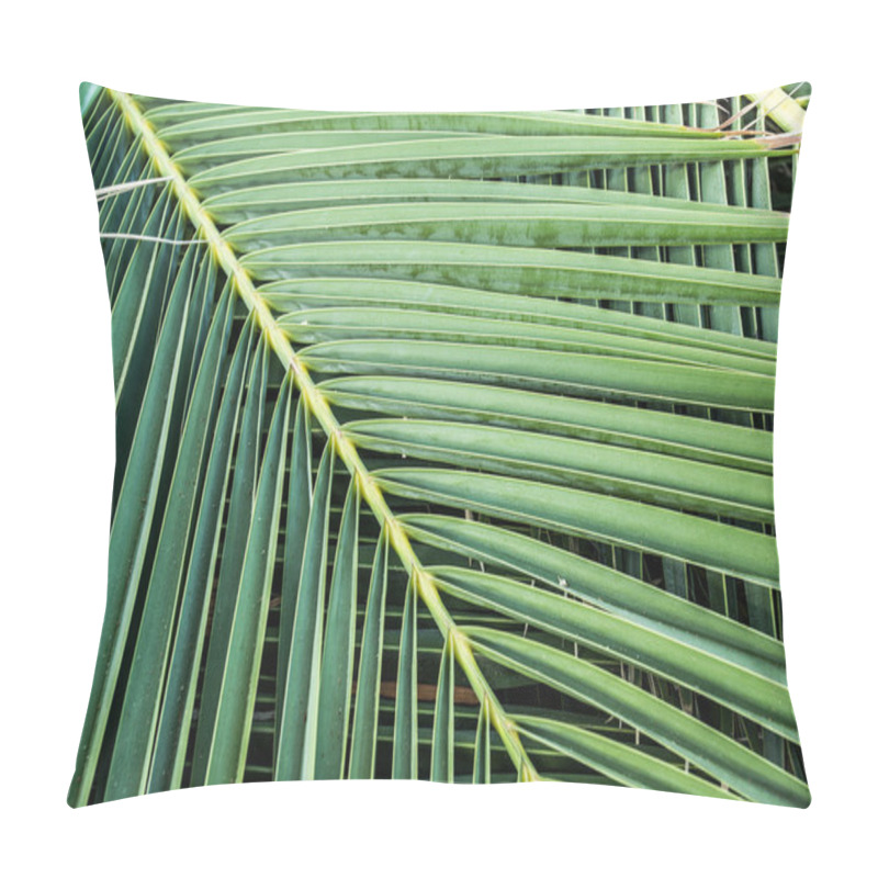 Personality  Palm Tree Leaves. Close Up. Pillow Covers