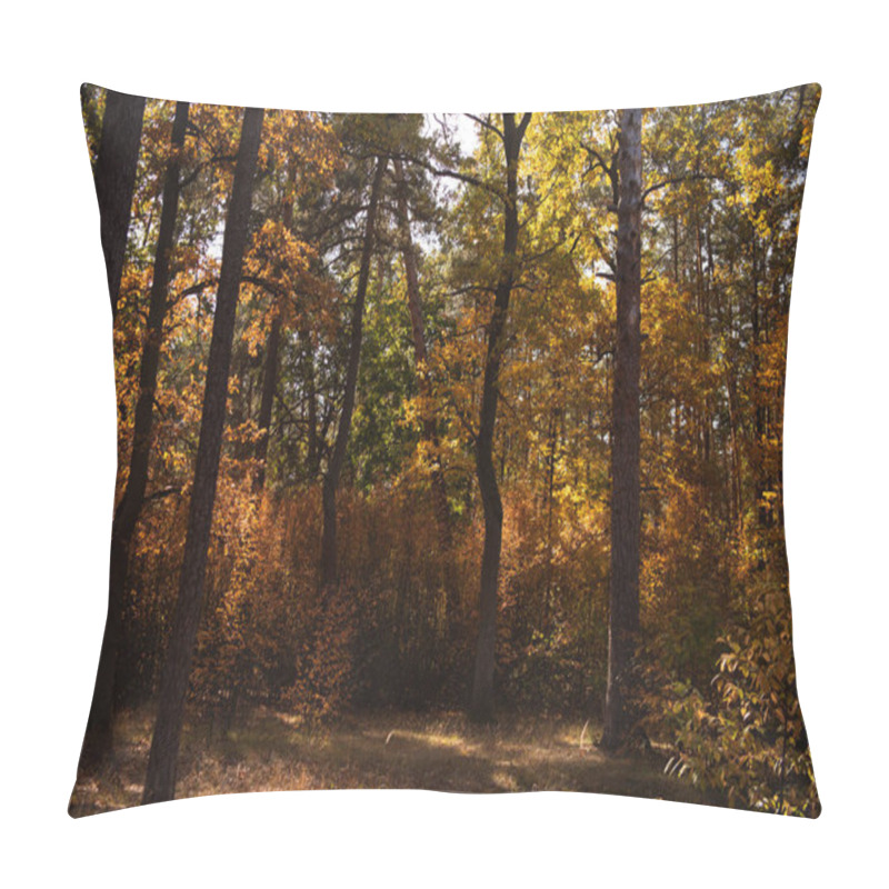 Personality  Scenic Autumnal Forest With Trees In Sunlight Pillow Covers