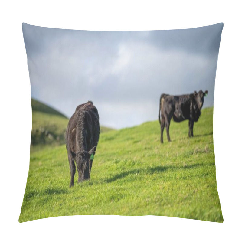 Personality  Stud Angus, Wagyu, Murray Grey, Dairy And Beef Cows And Bulls Grazing On Grass And Pasture In A Field. The Animals Are Organic And Free Range, Being Grown On An Agricultural Farm In Australia. Pillow Covers