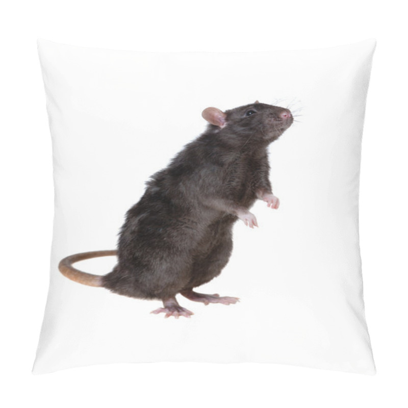 Personality  Curious Black Rat Pillow Covers